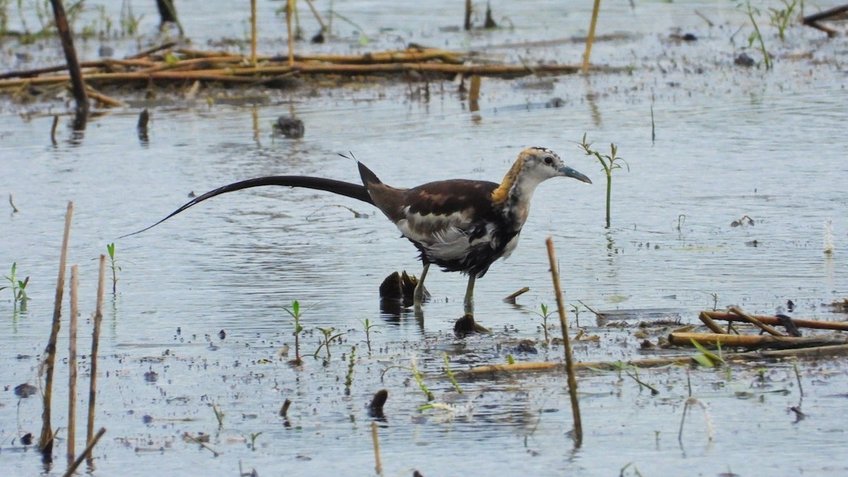 Jacana à longue queue - ML483111201