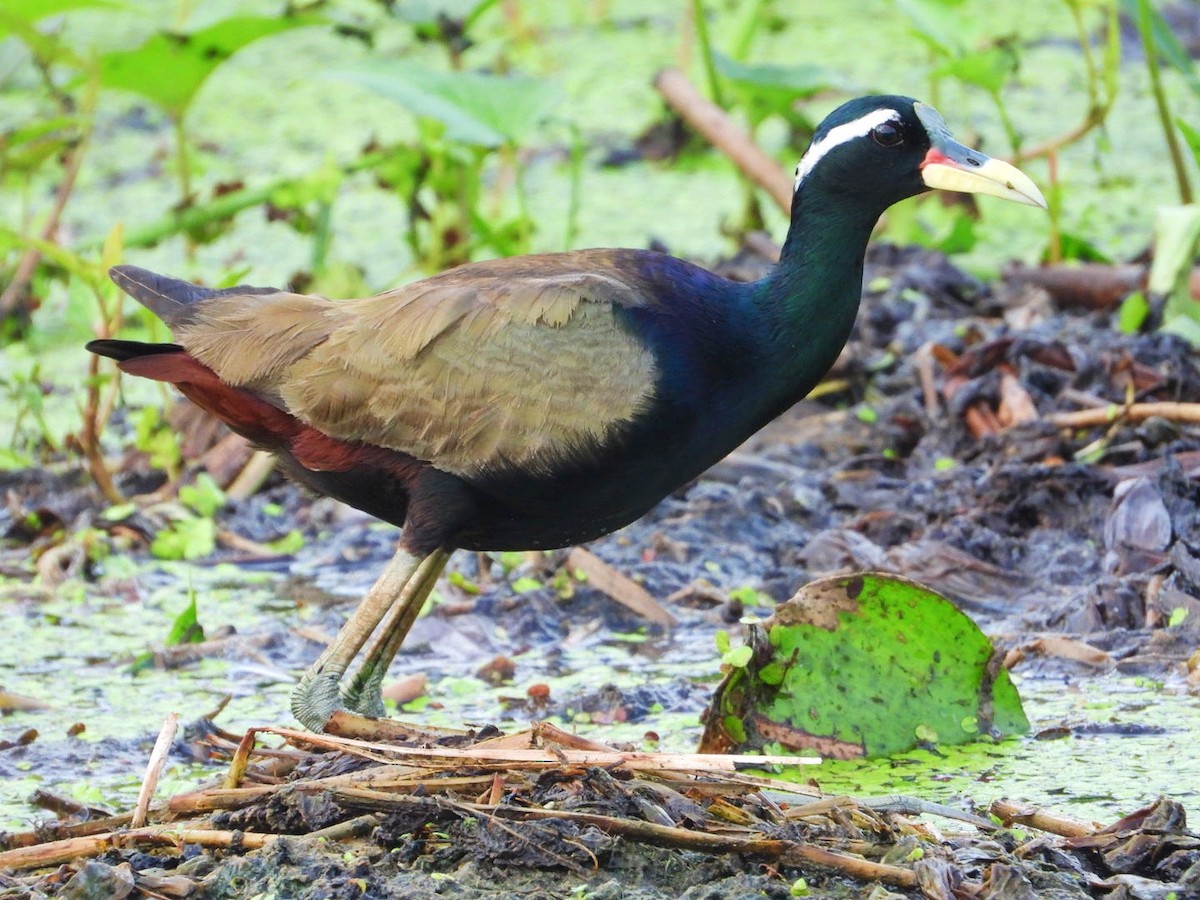 Bronze-winged Jacana - ML483111251