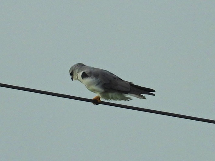 Black-winged Kite - ML483111351