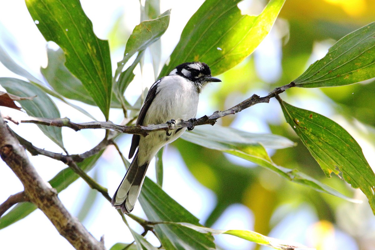 White-eared Monarch - ML483111401