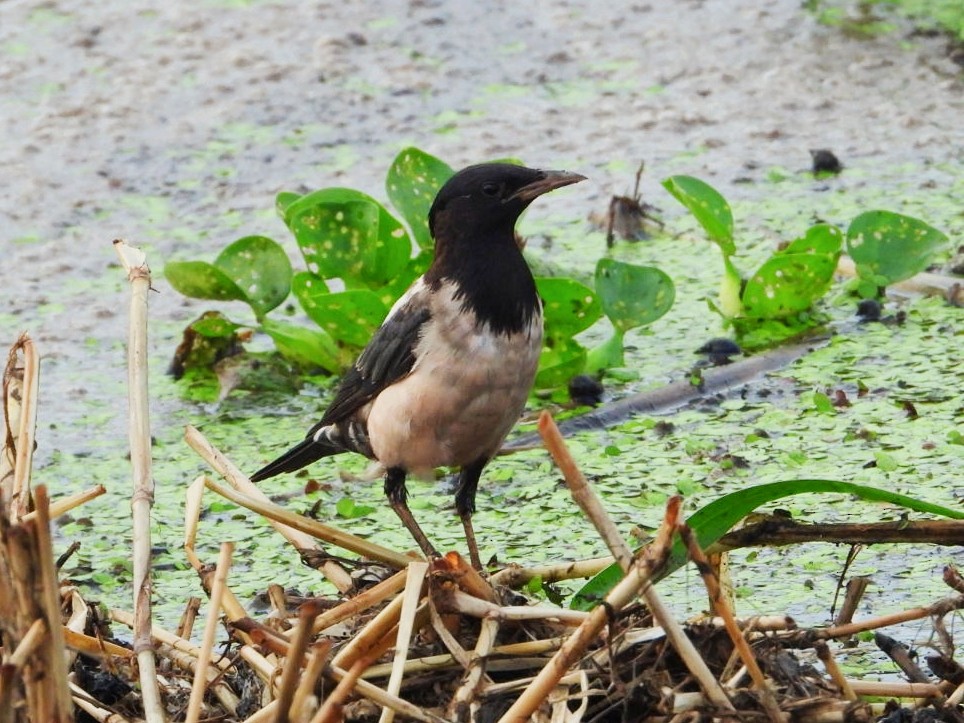 Rosy Starling - Chaiti Banerjee