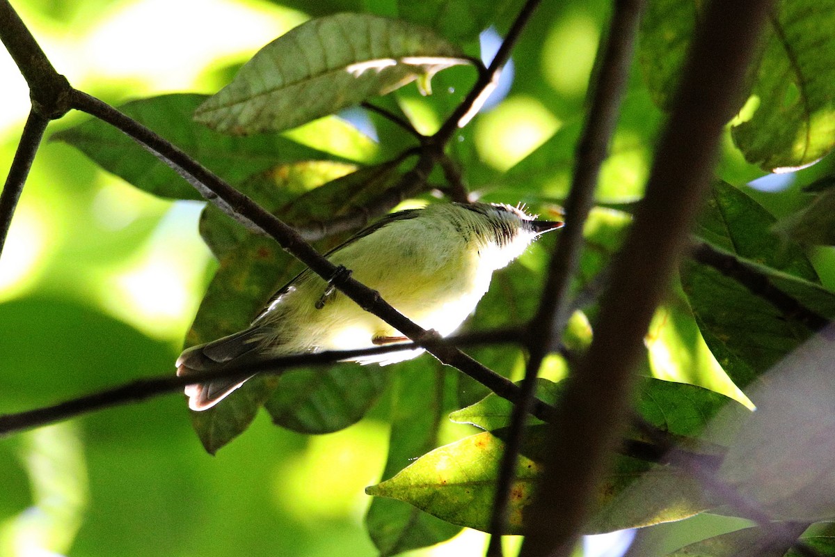 Fairy Gerygone - ML483111631