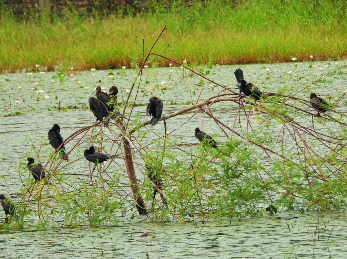 Little Cormorant - ML483114281