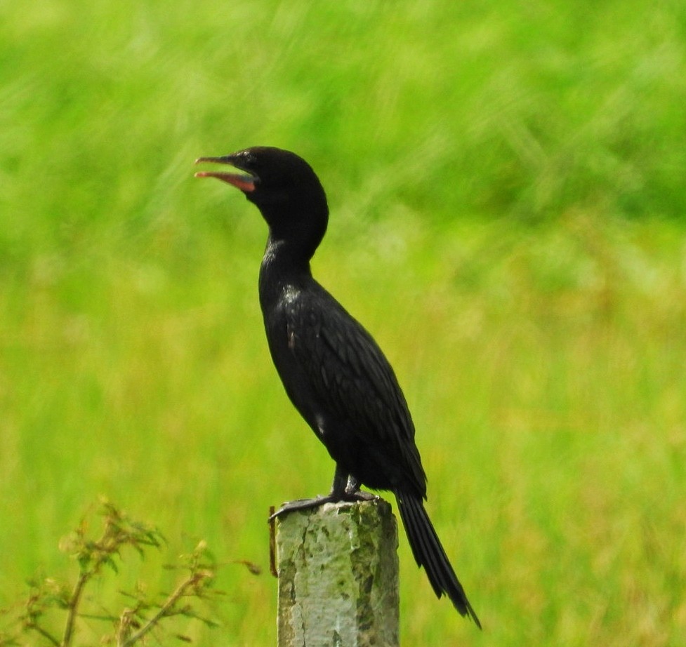 Little Cormorant - ML483114301