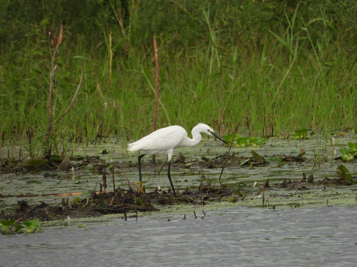 Little Egret - ML483114321