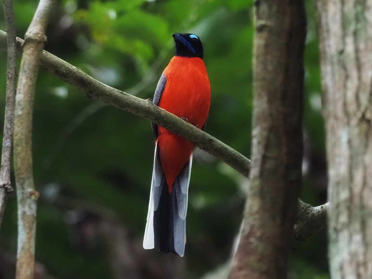 Scarlet-rumped Trogon - ML483115901