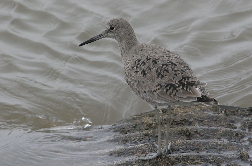 Willet - ML48311761