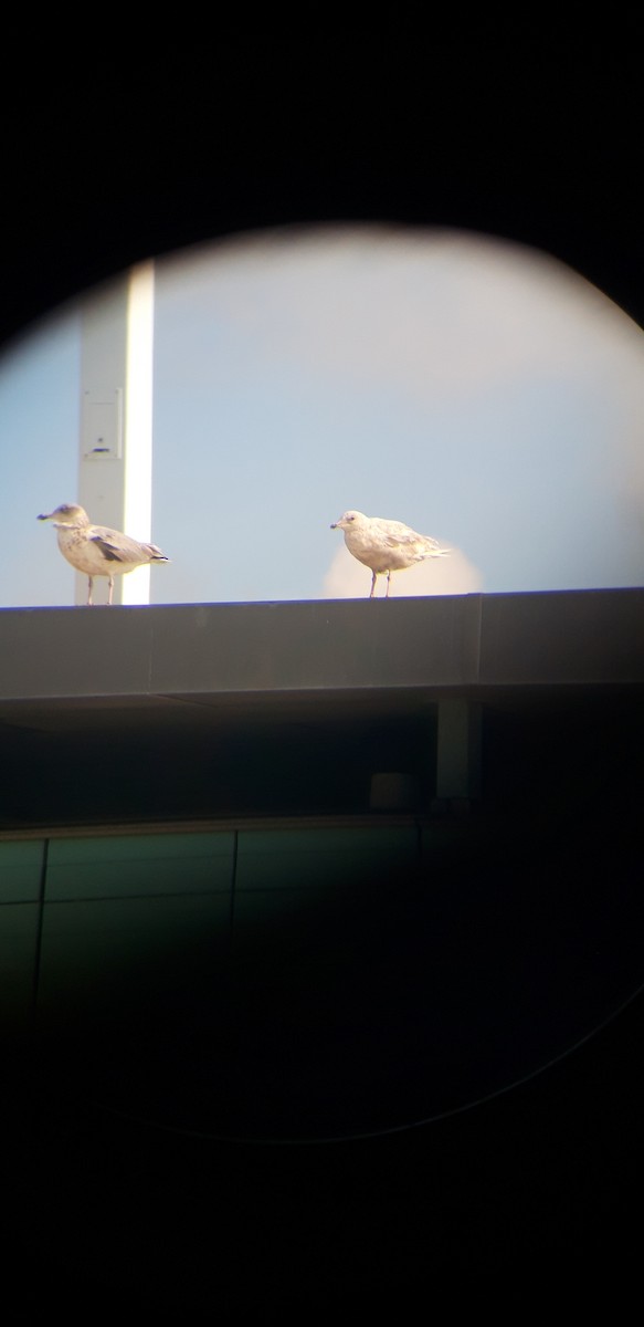 Gaviota Groenlandesa - ML483119161