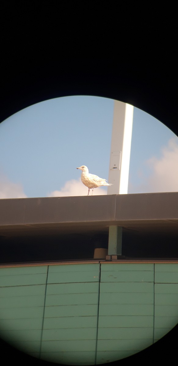 Gaviota Groenlandesa - ML483119171