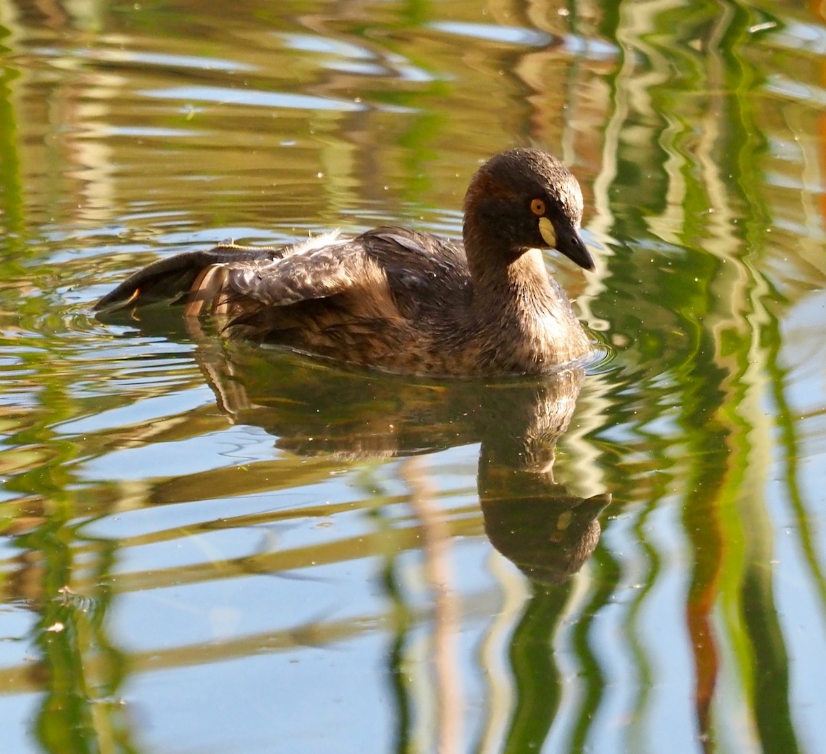 Australasian Grebe - ML483119441