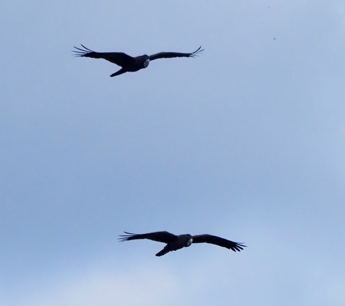 Red-tailed Black-Cockatoo - Ken Glasson