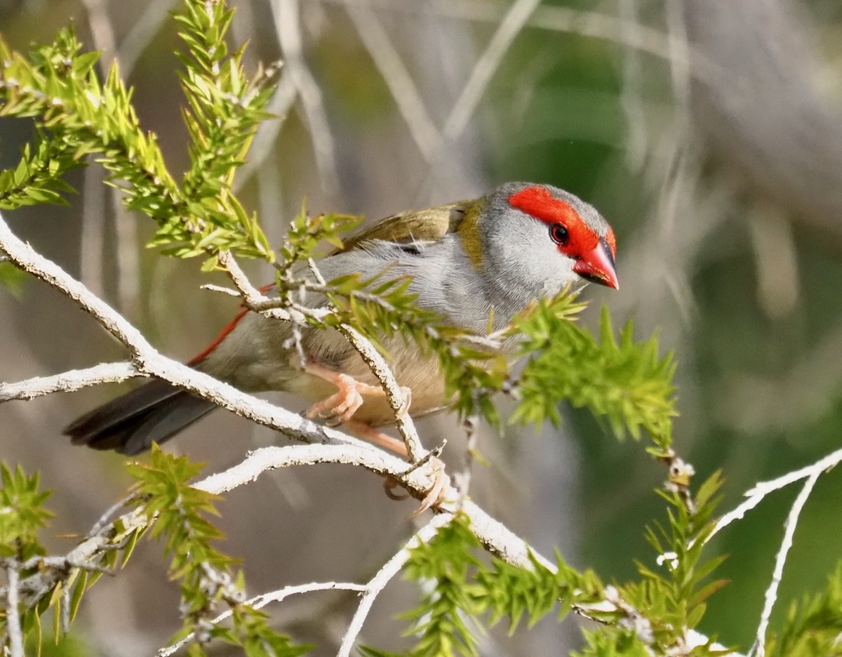 Red-browed Firetail - ML483119591