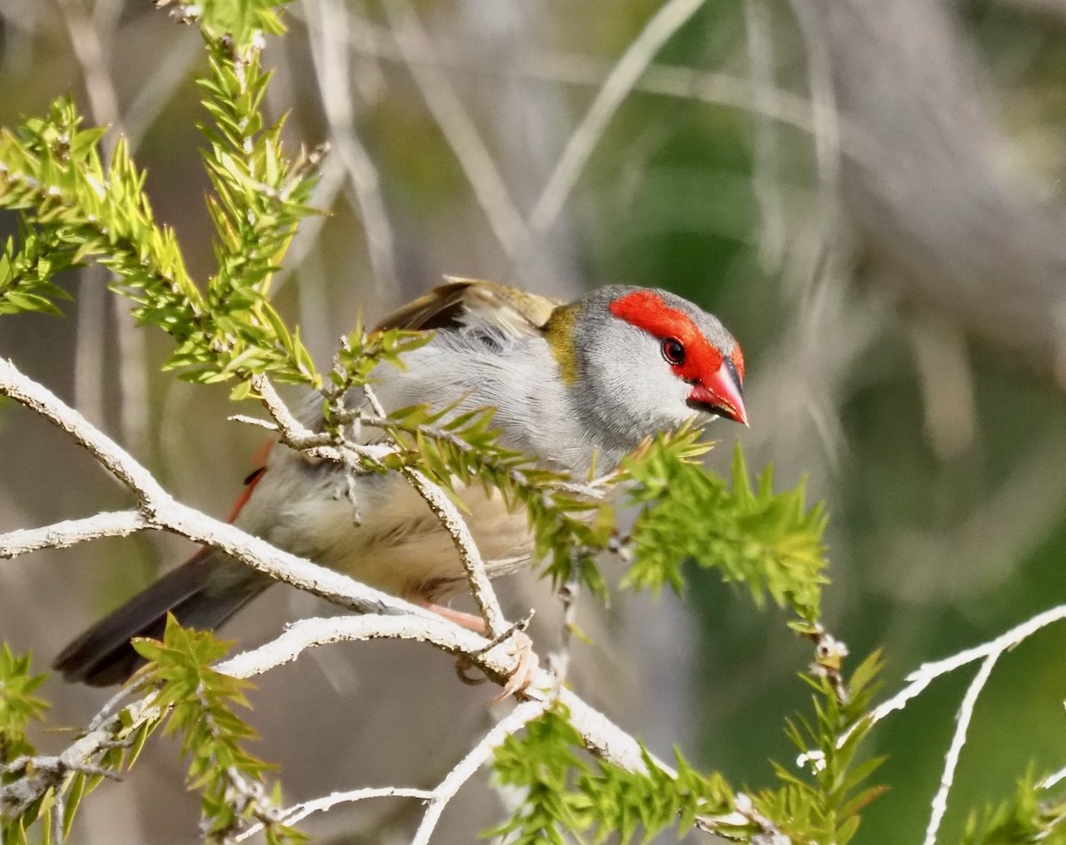 Red-browed Firetail - ML483119601