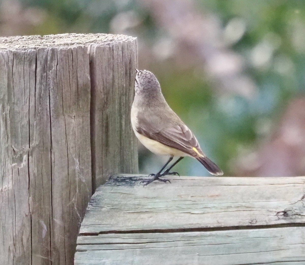 Yellow-rumped Thornbill - ML483119651