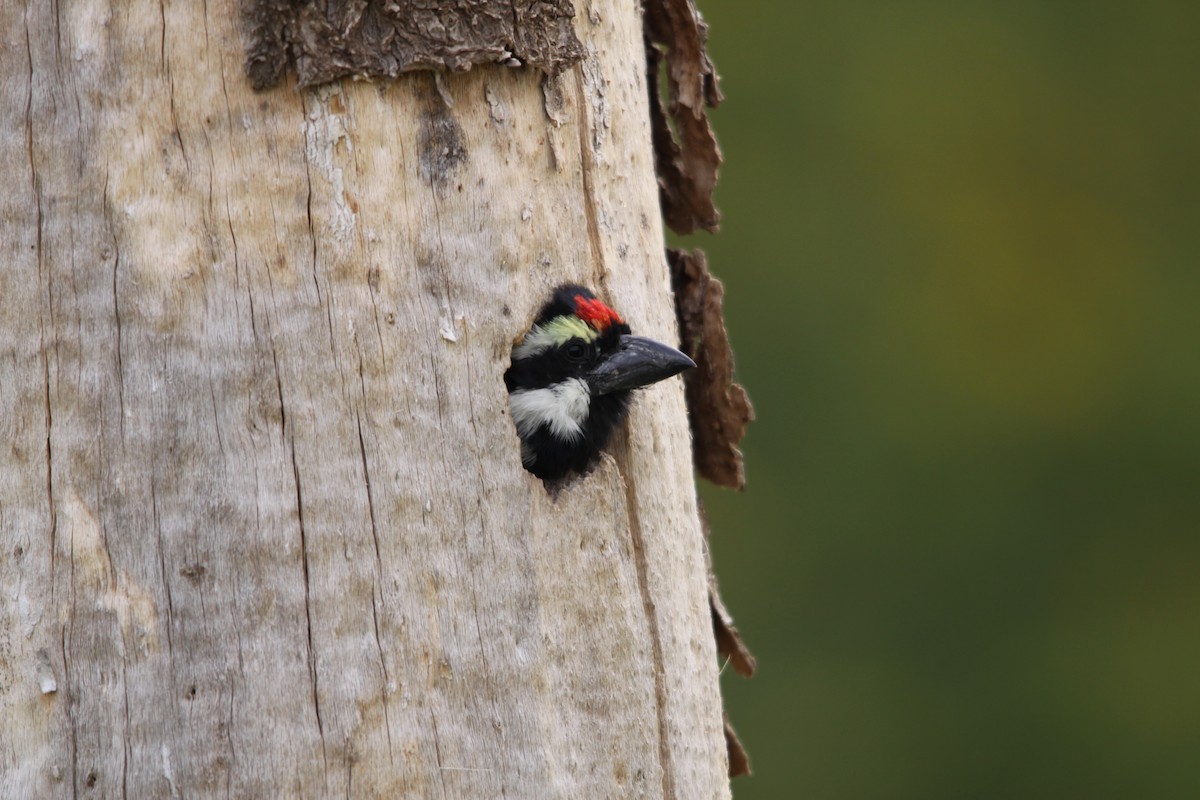 Pied Barbet - ML483120461