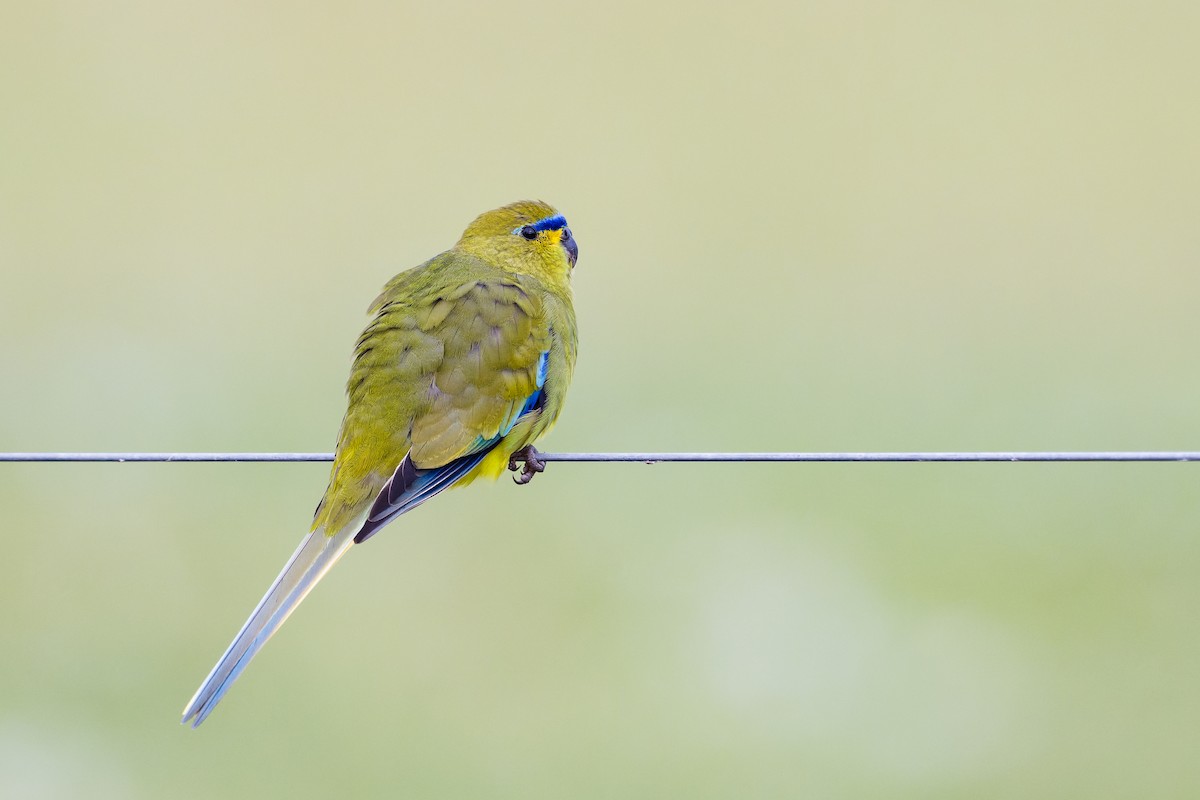 Elegant Parrot - David Southall
