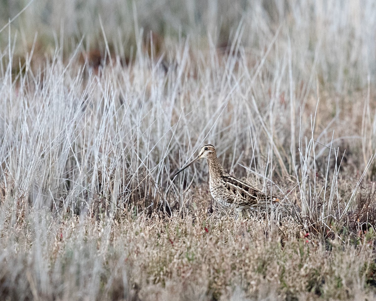 Latham's Snipe - ML483120741