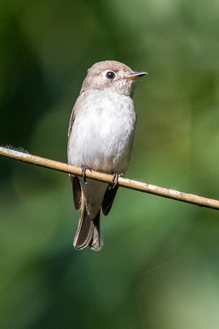 Asian Brown Flycatcher - Tom Backlund