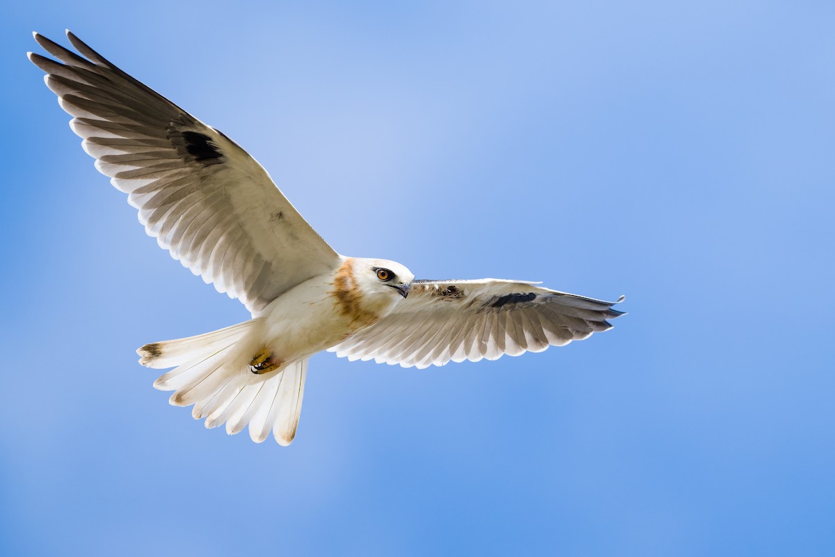 Black-shouldered Kite - ML483121651