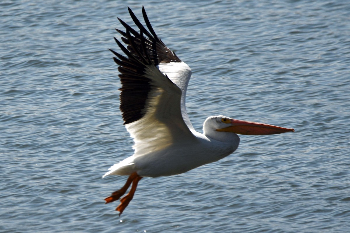 American White Pelican - Timothy Carstens