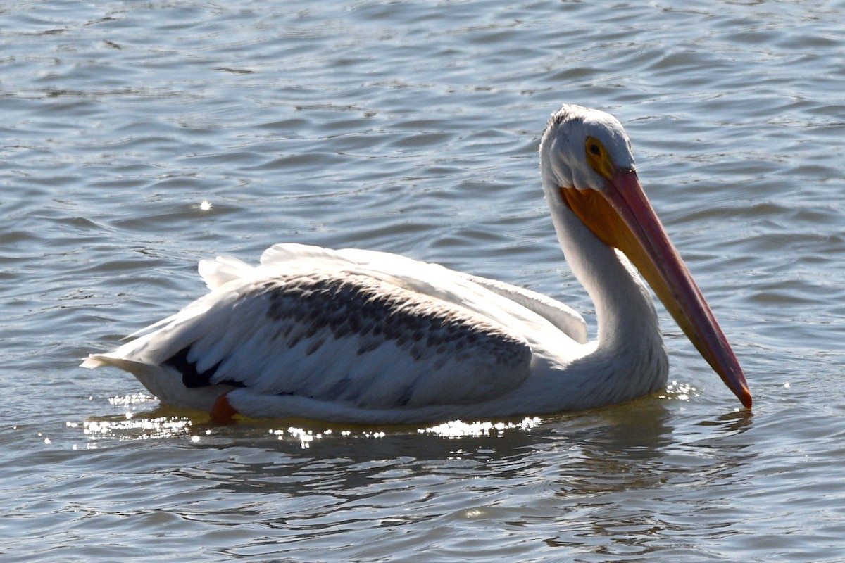 American White Pelican - Timothy Carstens