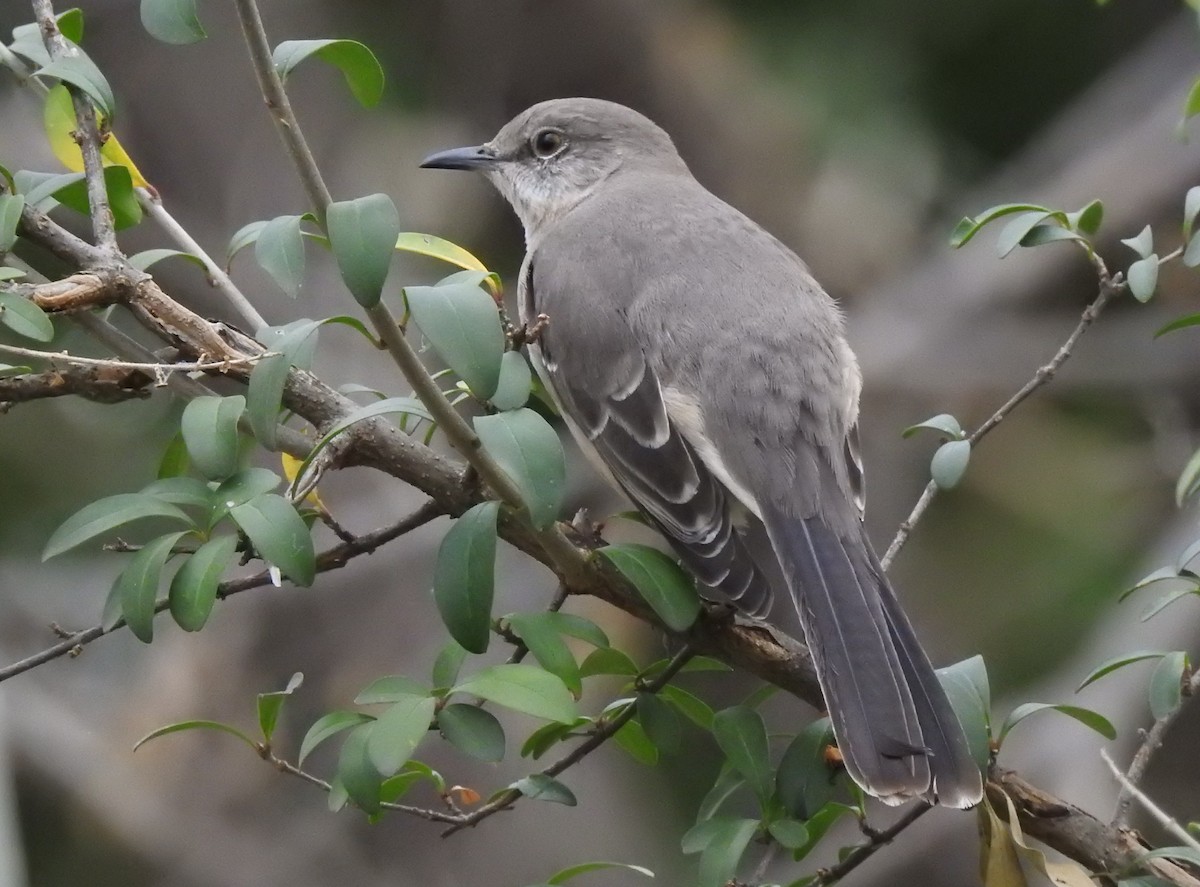 Northern Mockingbird - ML48312241