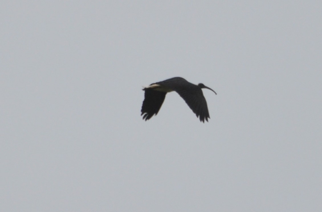 ibis slámokrký - ML483123301