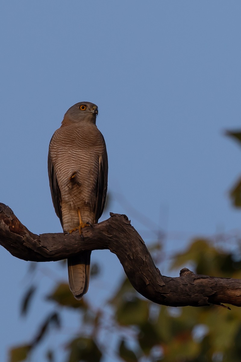 Brown Goshawk - ML483124921