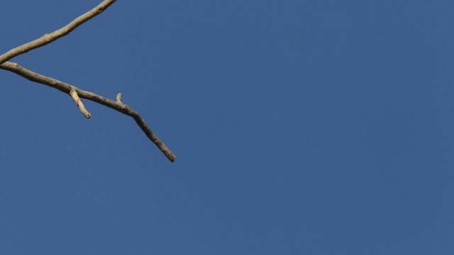 Western Kingbird - ML483127