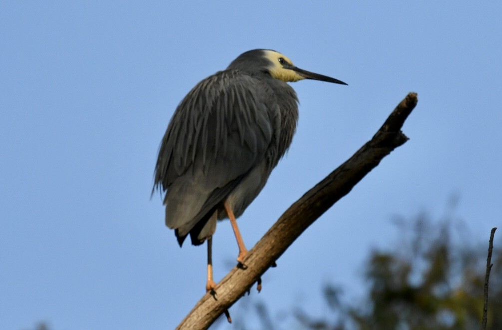 volavka bělolící - ML483128871