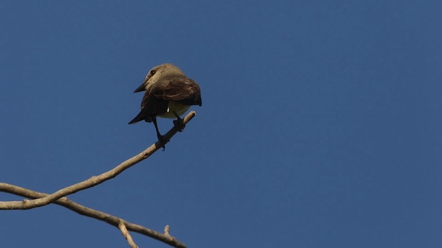 Western Kingbird - ML483129