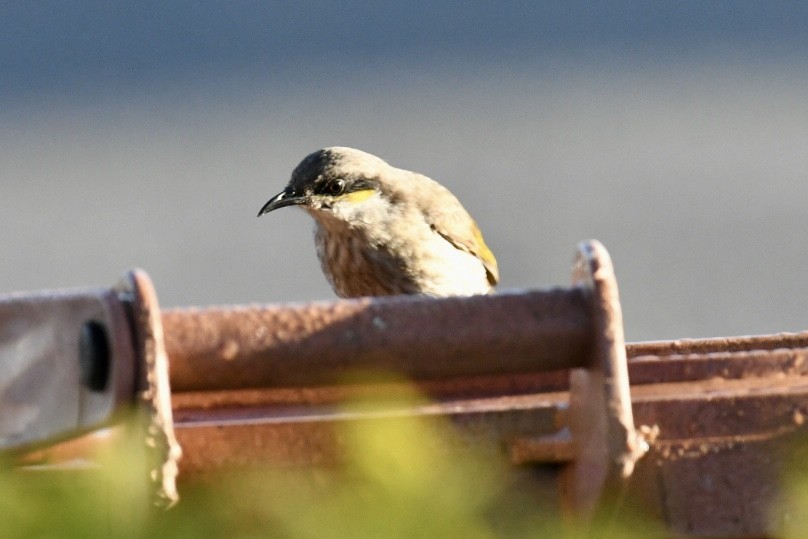 medosavka zpěvná - ML483129021