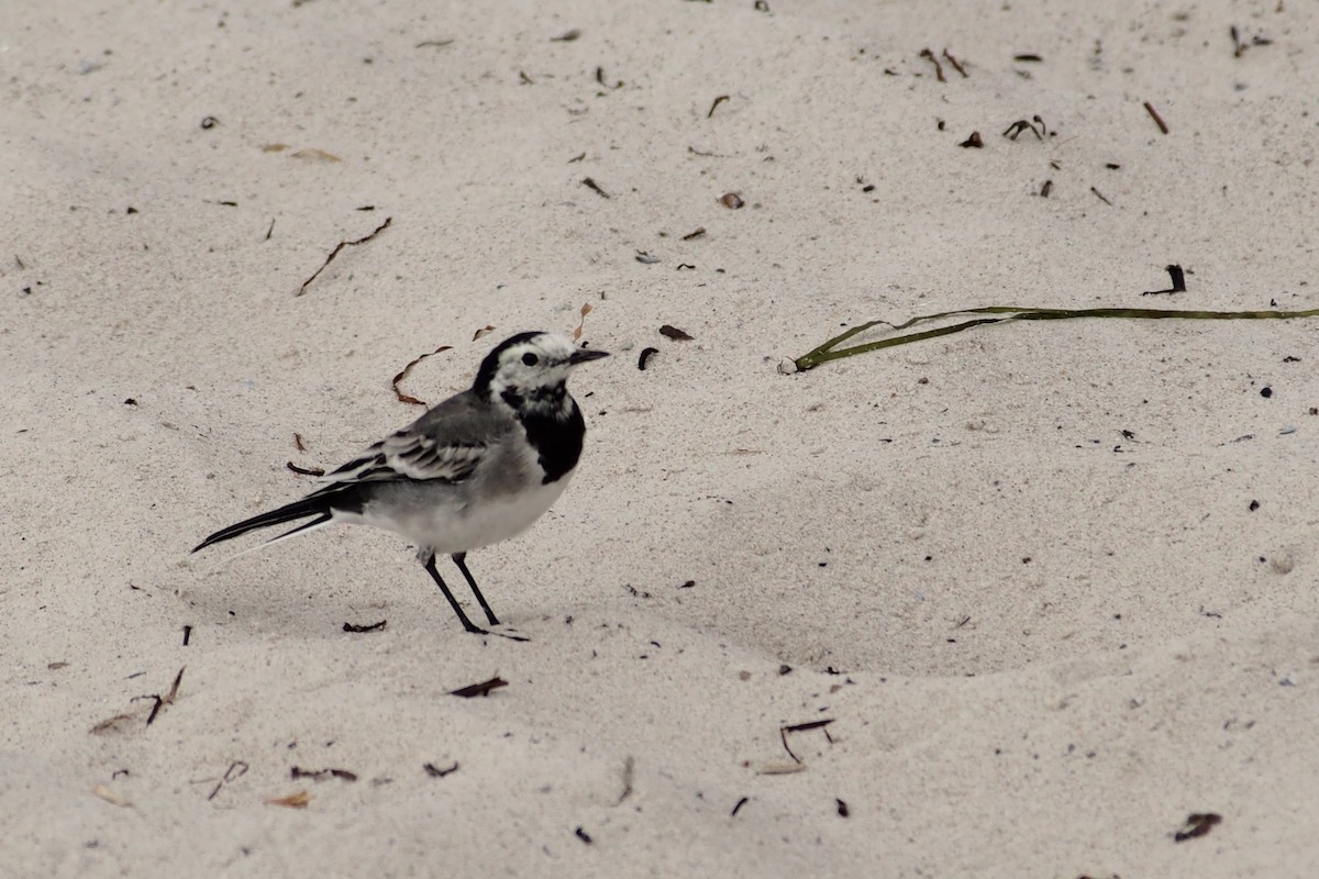 White Wagtail - ML483129031