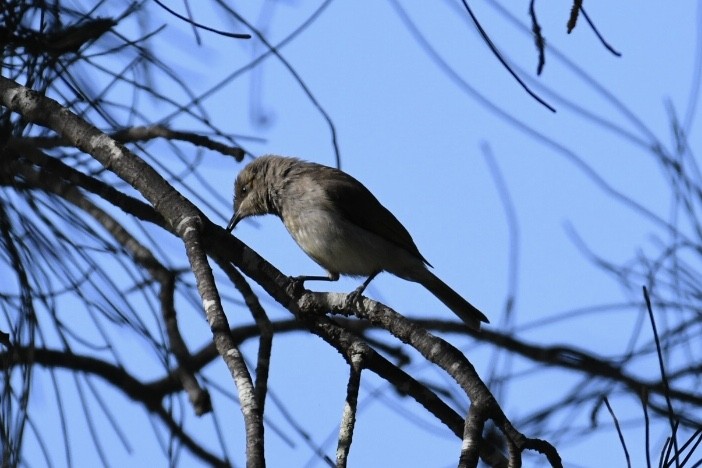 medosavka hnědavá - ML483129061