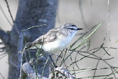 Yellow-rumped Thornbill - ML483129101