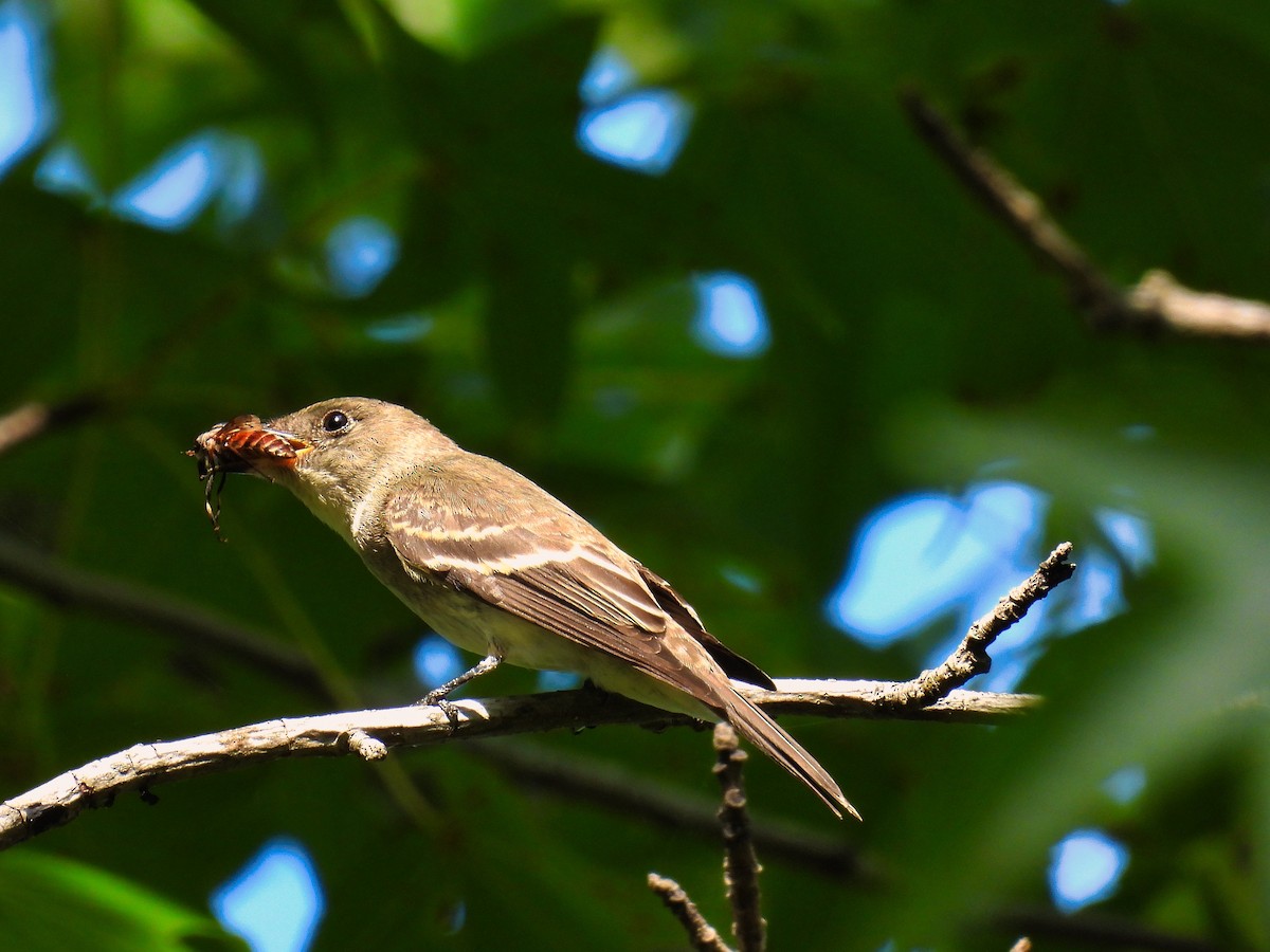 Eastern Wood-Pewee - ML483129121