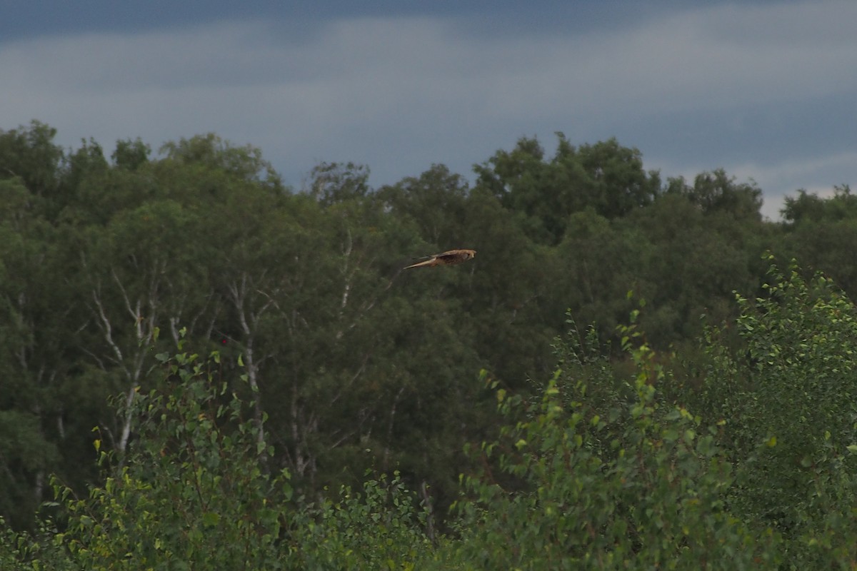 Eurasian Kestrel - ML483129131