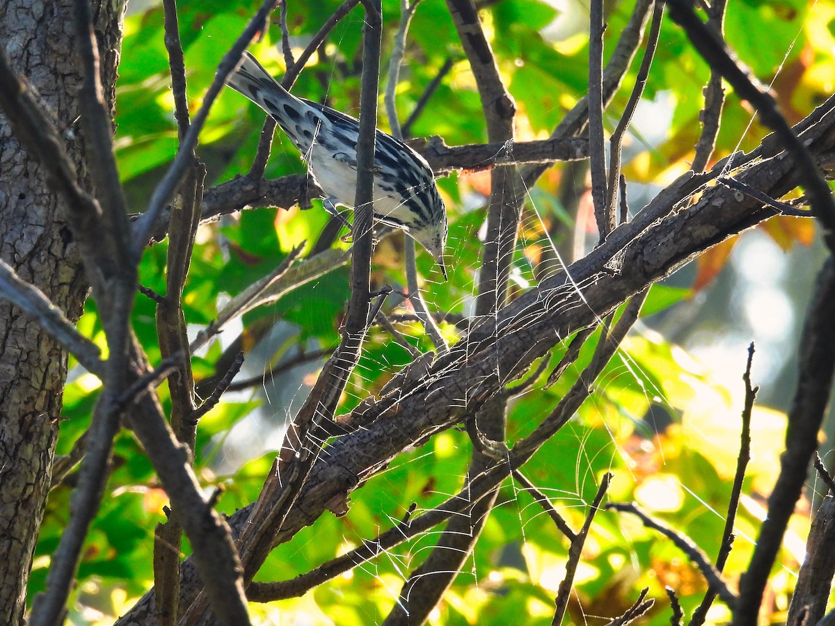 Black-and-white Warbler - ML483129151