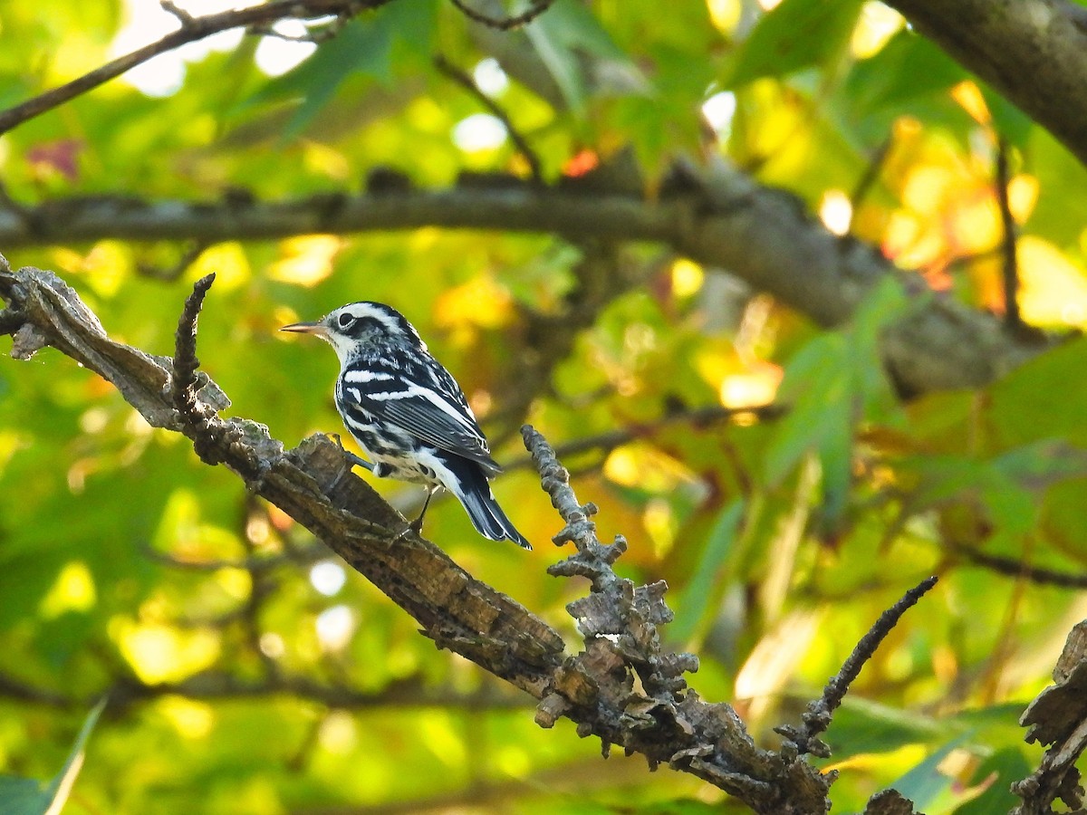 Black-and-white Warbler - ML483129161