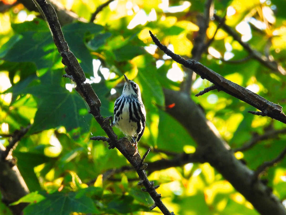 Black-and-white Warbler - ML483129171