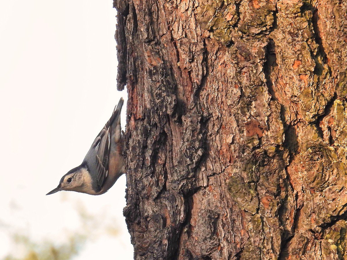 White-breasted Nuthatch - ML483129591