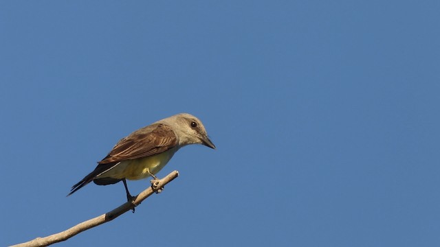 Western Kingbird - ML483130