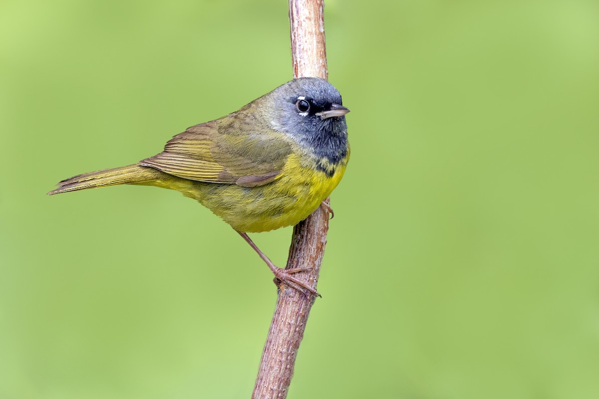 MacGillivray's Warbler - ML483130181