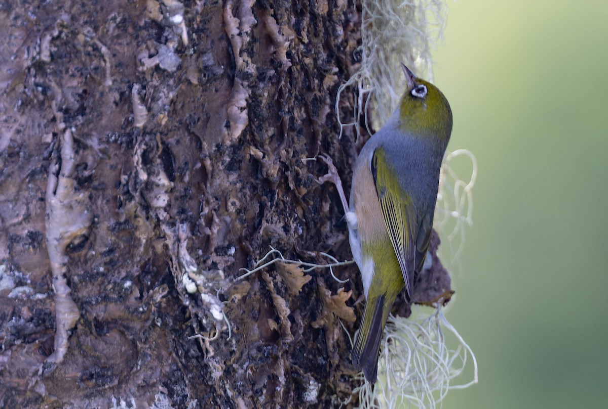 Silvereye - ML483130271