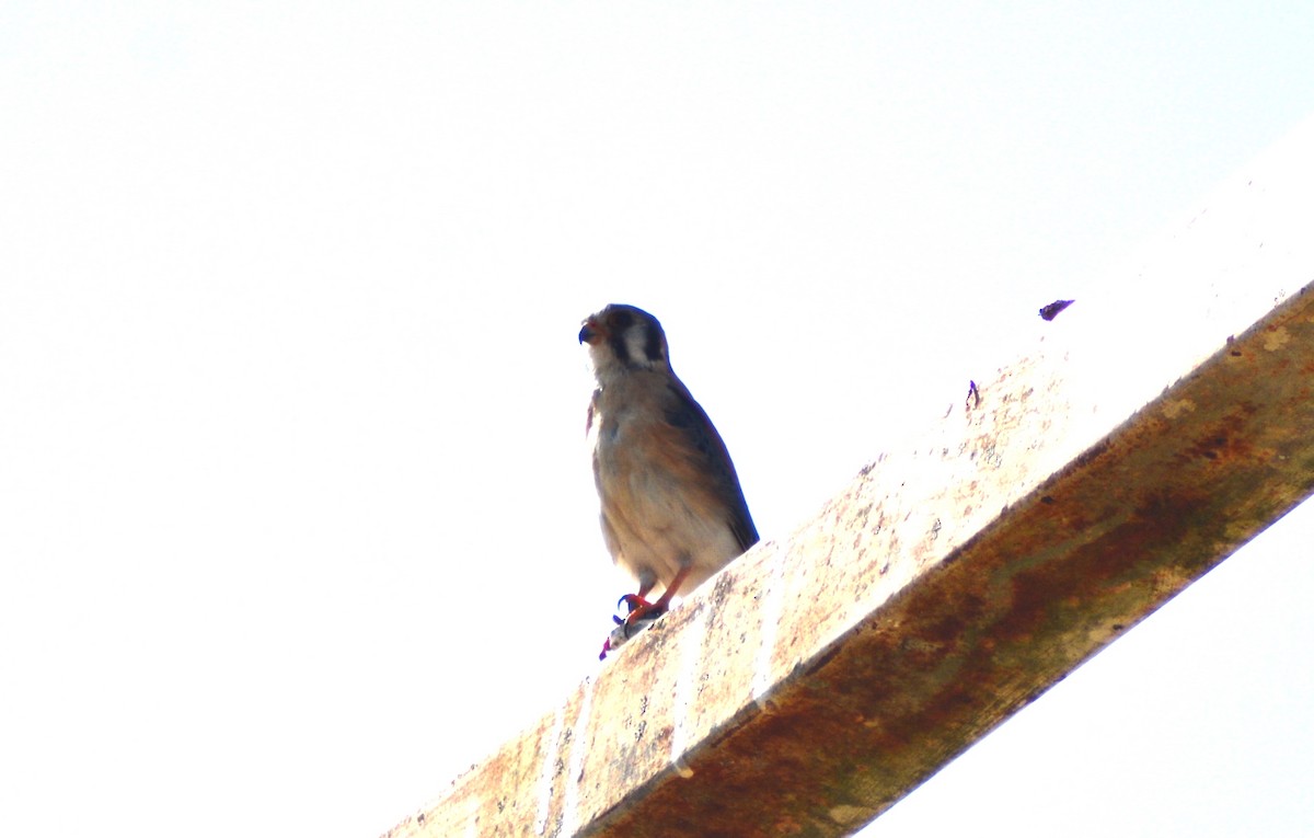 American Kestrel - ML483130521