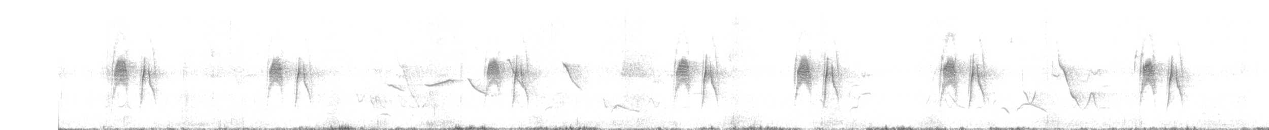 Weißbauch-Dickichtschlüpfer - ML483130531