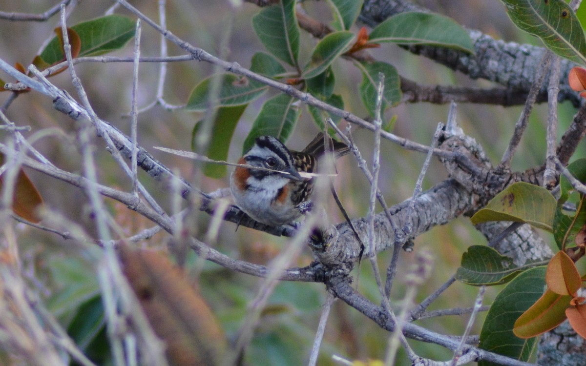 Rufous-collared Sparrow - Olivier Marchal