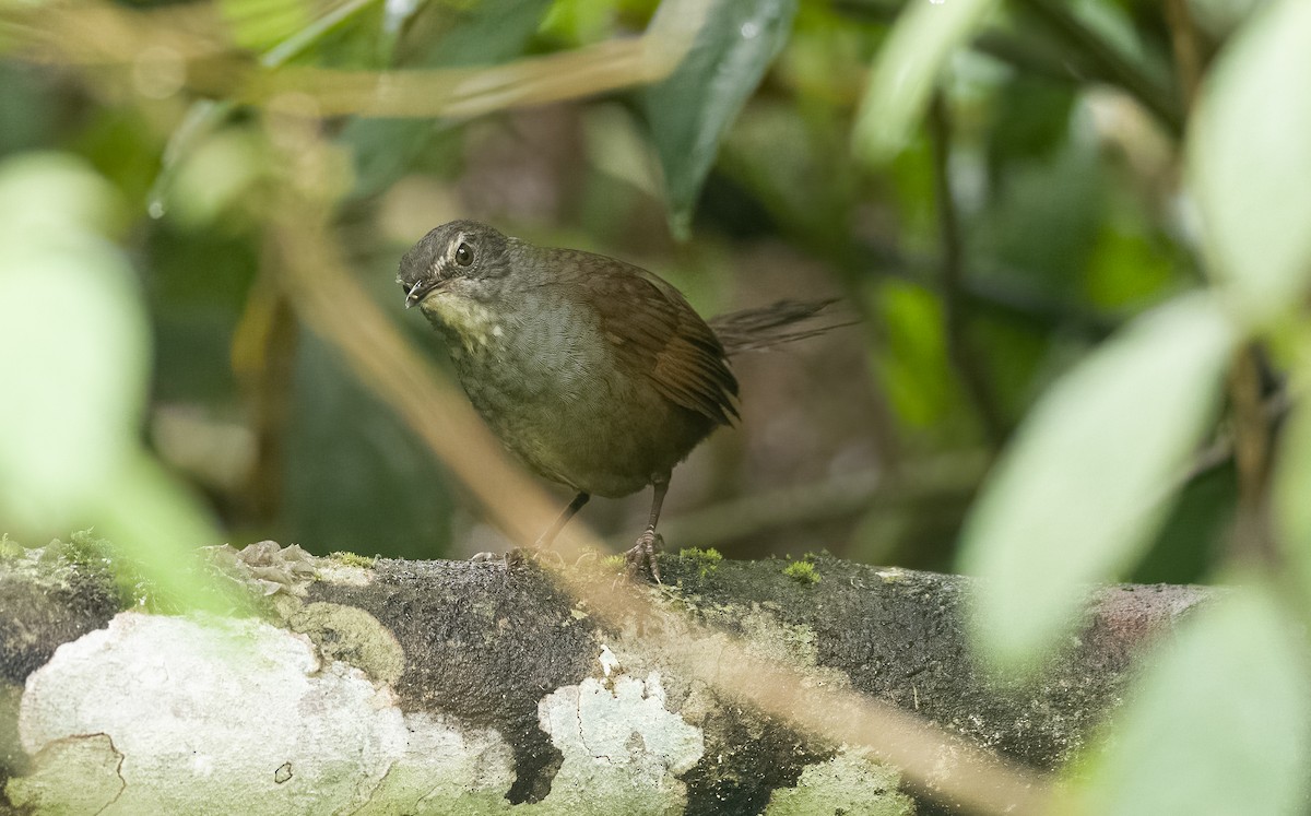 Long-tailed Bush Warbler - Forest Botial-Jarvis