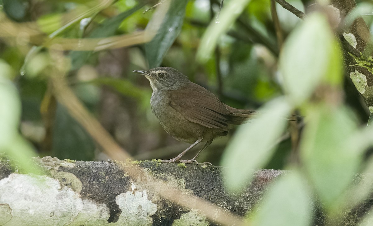 Long-tailed Bush Warbler - ML483132521