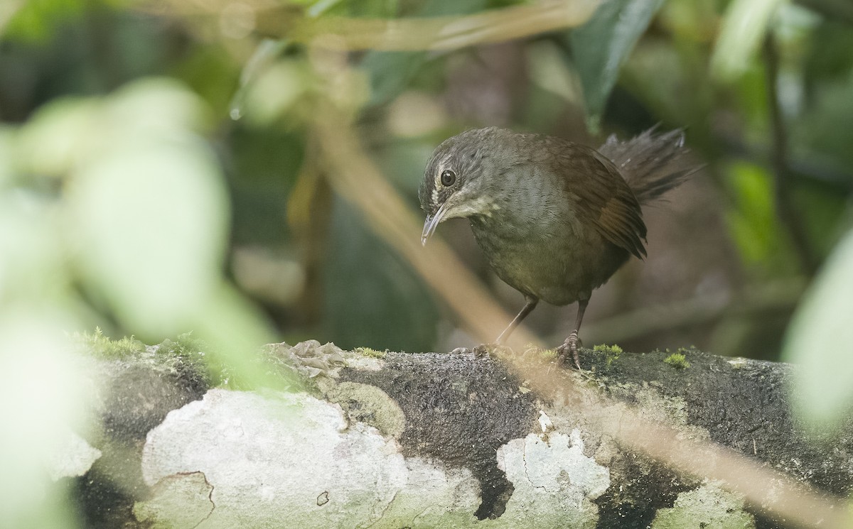 Long-tailed Bush Warbler - Forest Botial-Jarvis